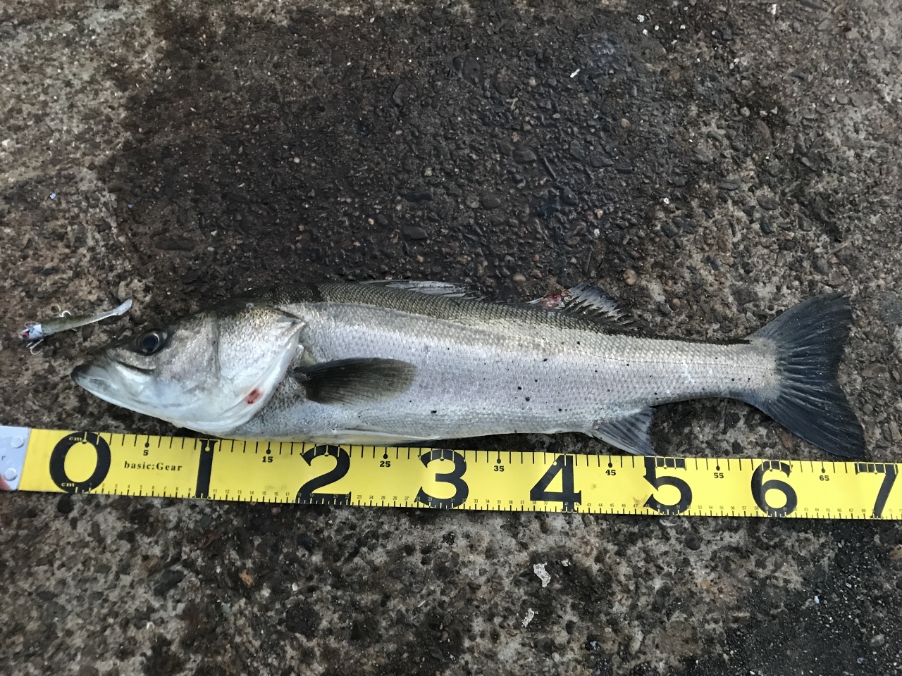 釣行記】コアマンVJ-16で70cmシーバスGET！【大阪南港】 | こもチック