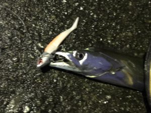【速報】大阪湾奥でタチウオが釣れすぎて困る